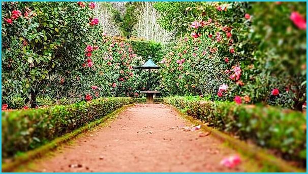 Peaceful garden